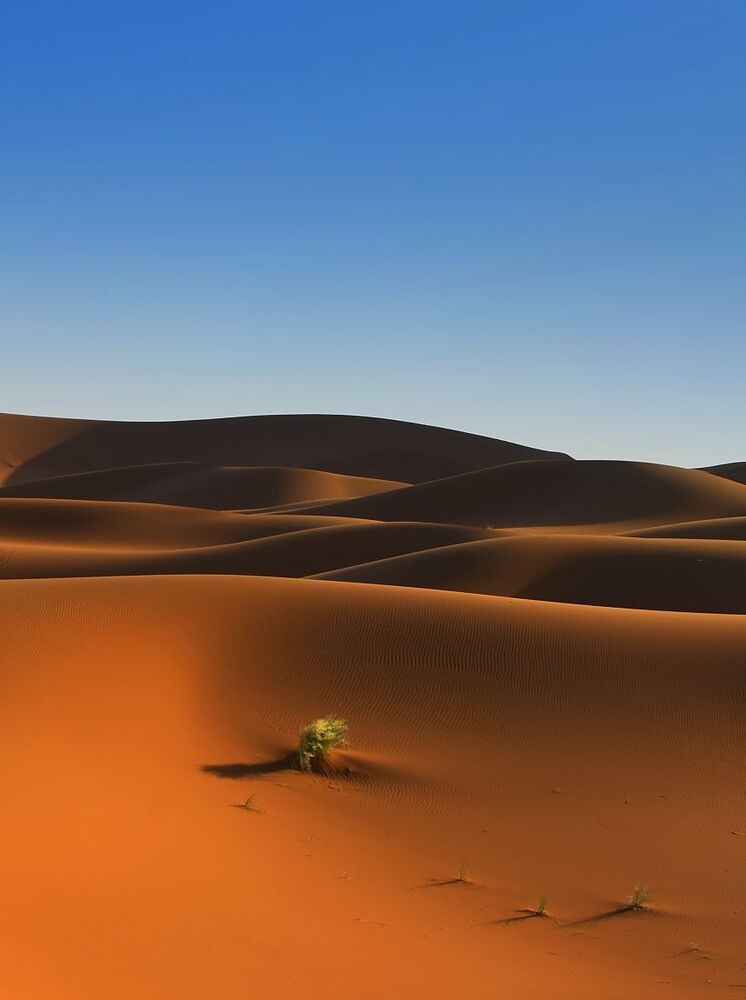 Sahara