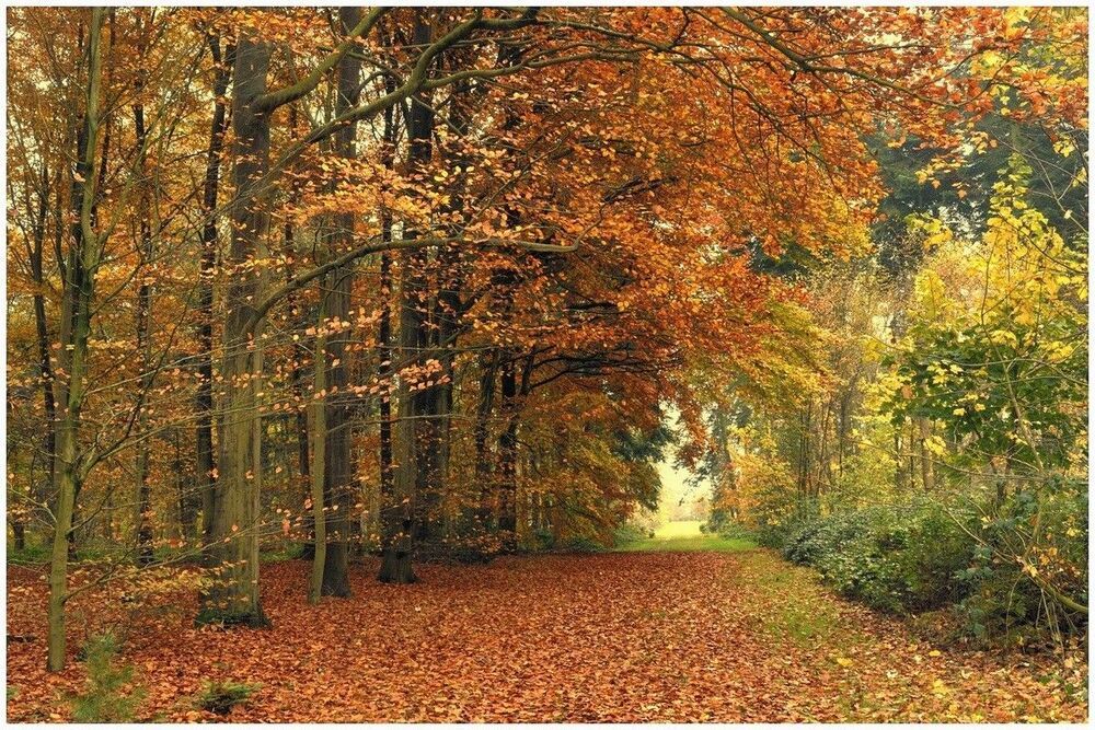Colors of the autumn.