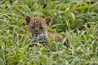 После он пытался пербраться по густой траве на другое дерево к с воей маме, чтобы откушать свежего матеренского молочка.