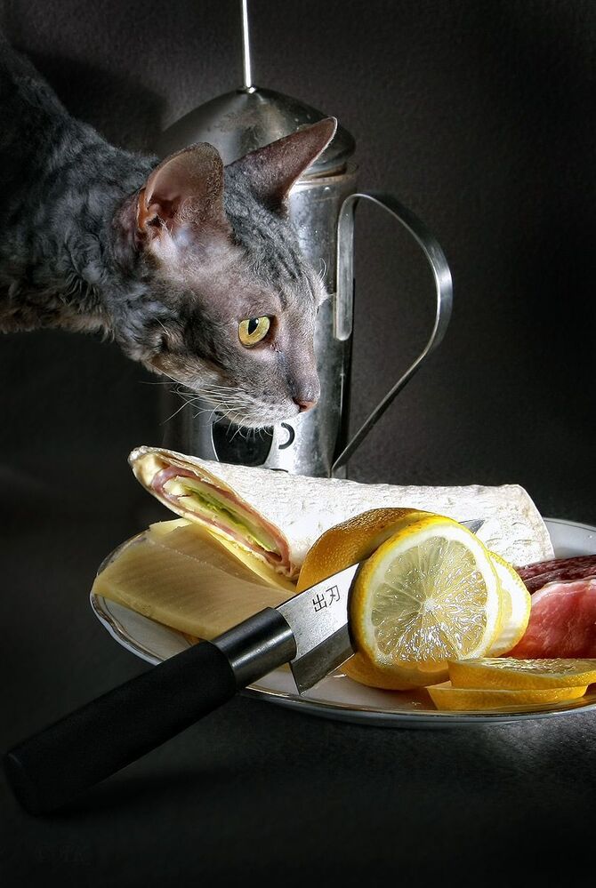 Выбор кота