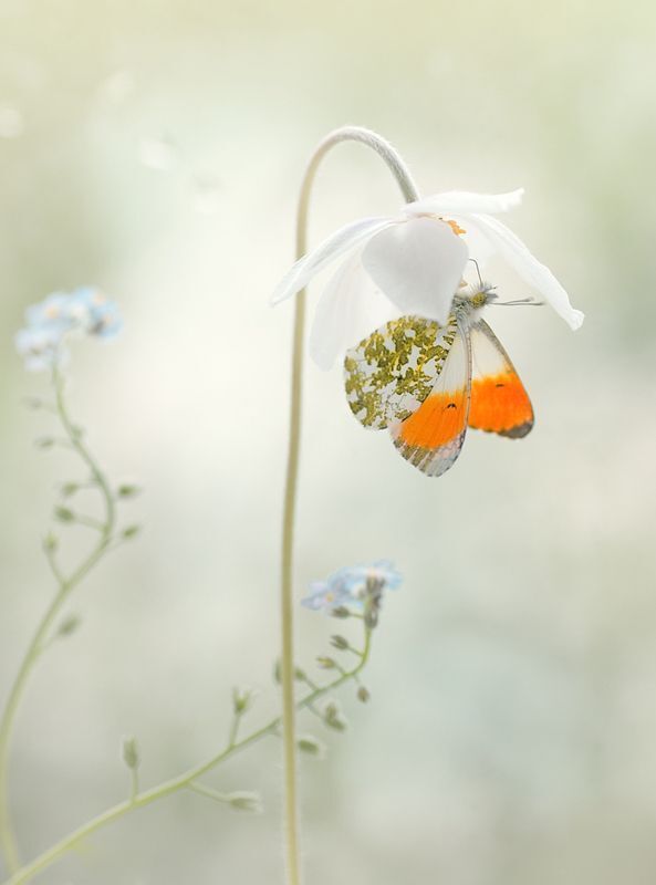 Delicacy