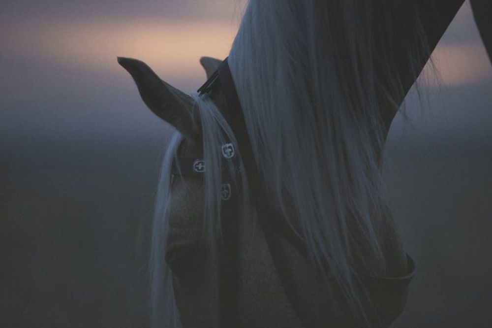 Horse walk