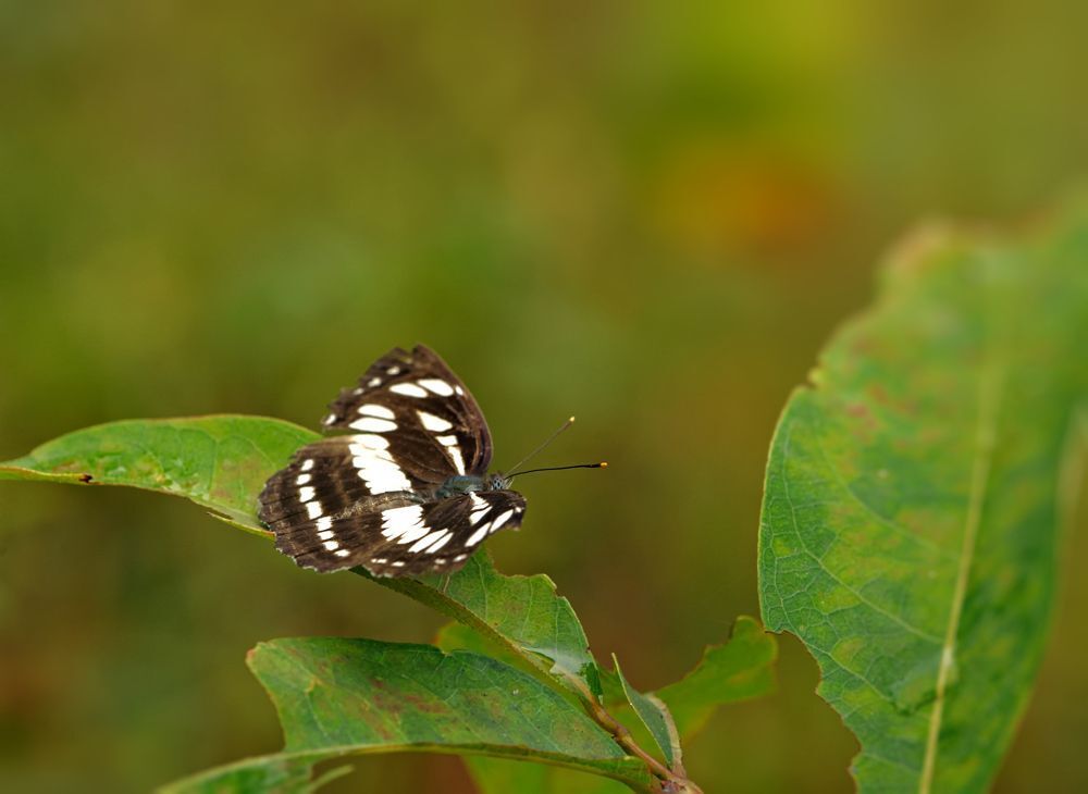 Common Sergeant (Athyma Perius)