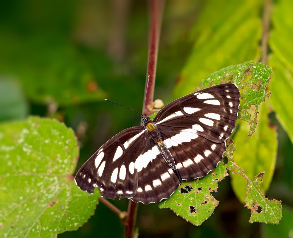 Common Sergeant (Athyma Perius)