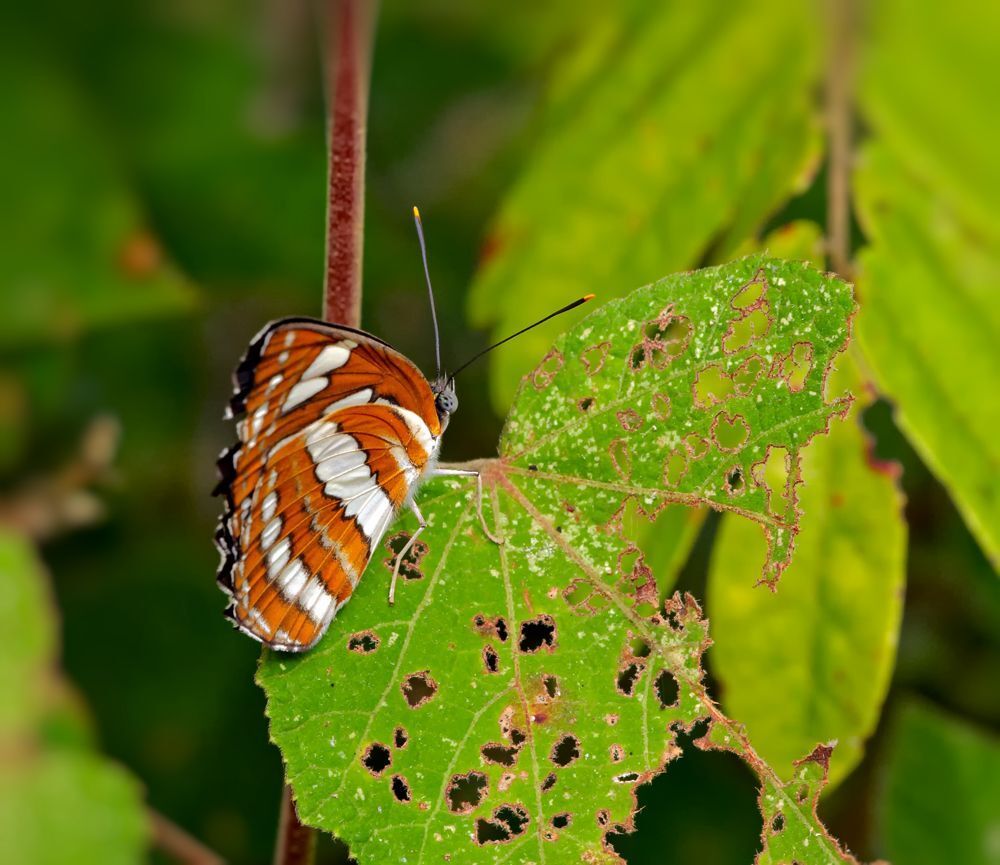 Common Sergeant (Athyma Perius)