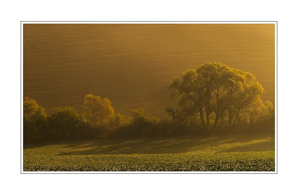 Foggy morning