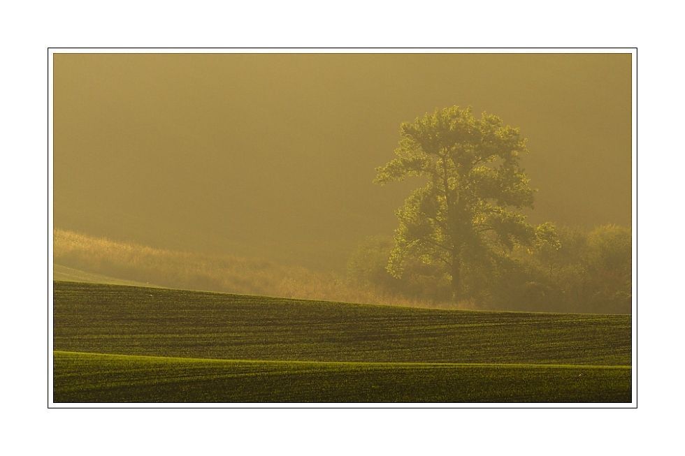 Foggy morning