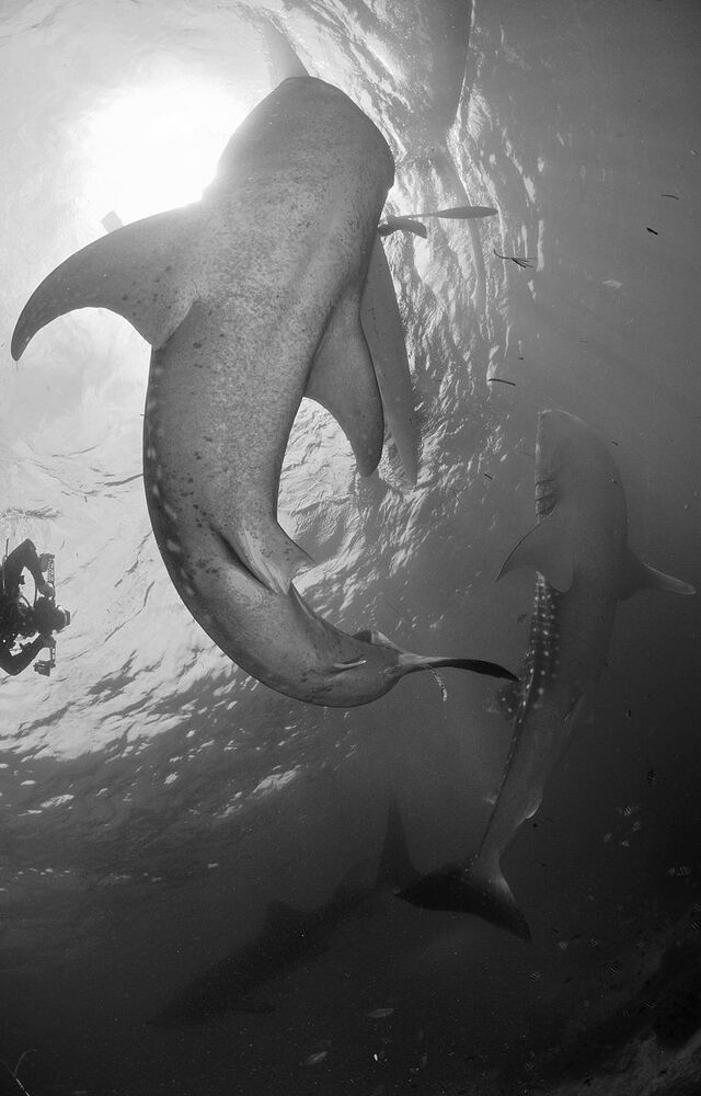 Whale sharks.
