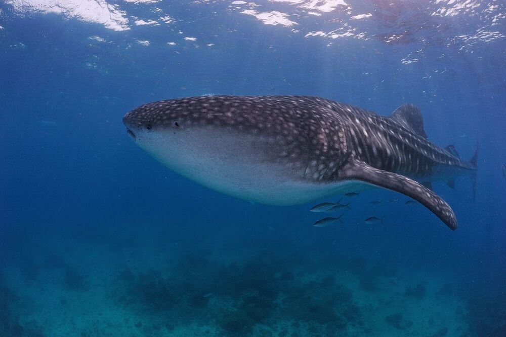 Whale sharks.