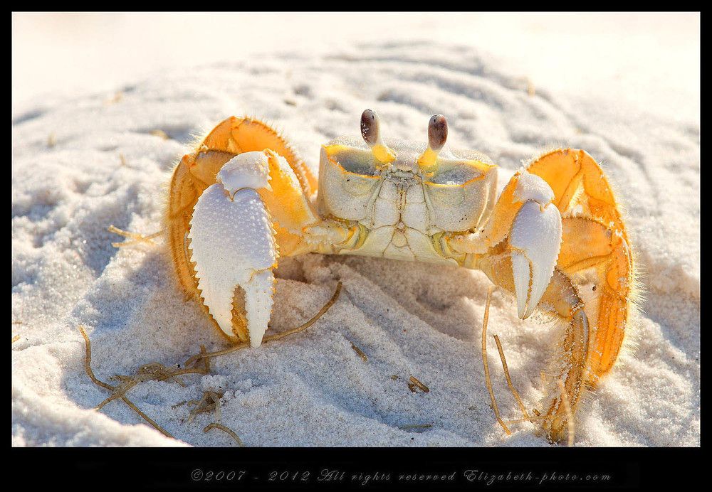Краб призрак - Ghost Crab