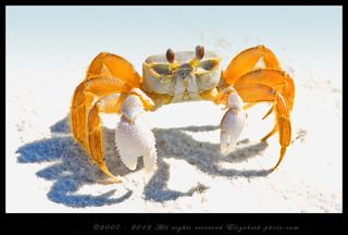 Крабы-призраки удивительно быстро передвигаются, может быть, поэтому их раньше считали сверхъестественными существами.