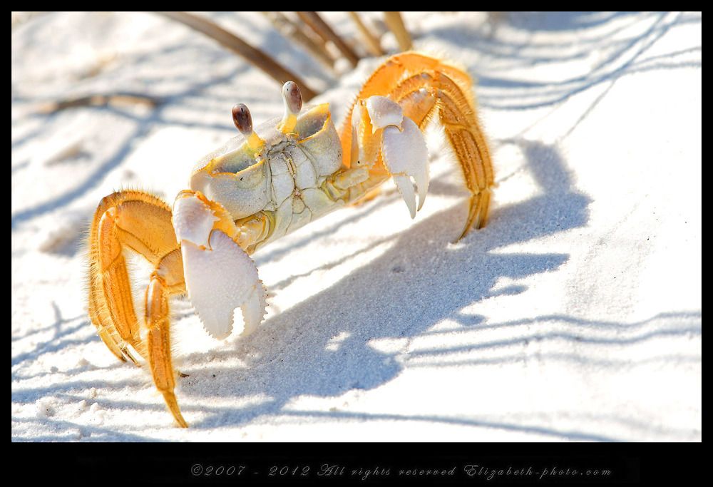 Краб призрак - Ghost Crab