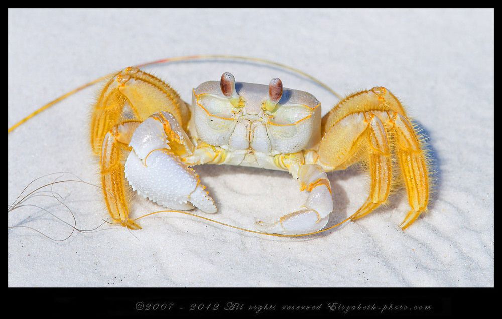 Краб призрак - Ghost Crab
