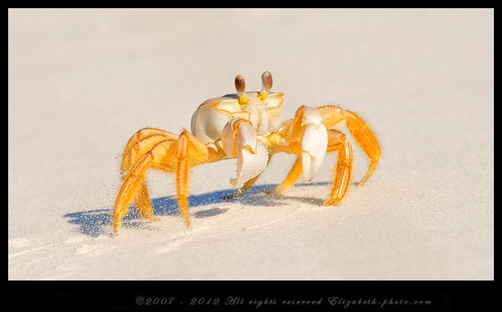 Краб - Привидение (Ocypode Pallid Ghost Crab) получил такое название, за способность практически мгновенно скрываться с поля зрения, либо путем бегства, так как этот краб способен развивать скорость до 70 километров в час, либо при помощи мгновенной маскировки.