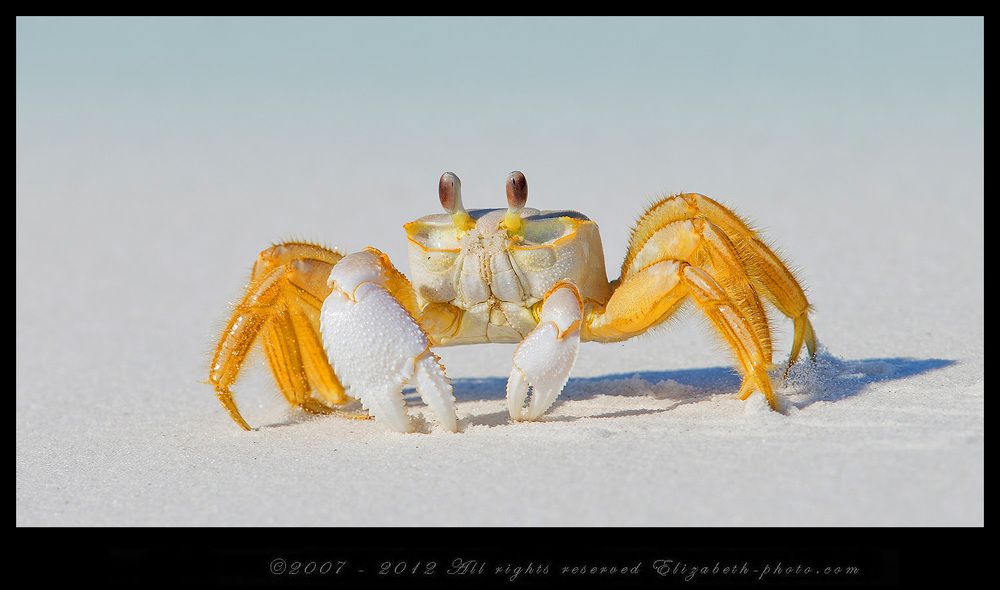 Краб призрак - Ghost Crab