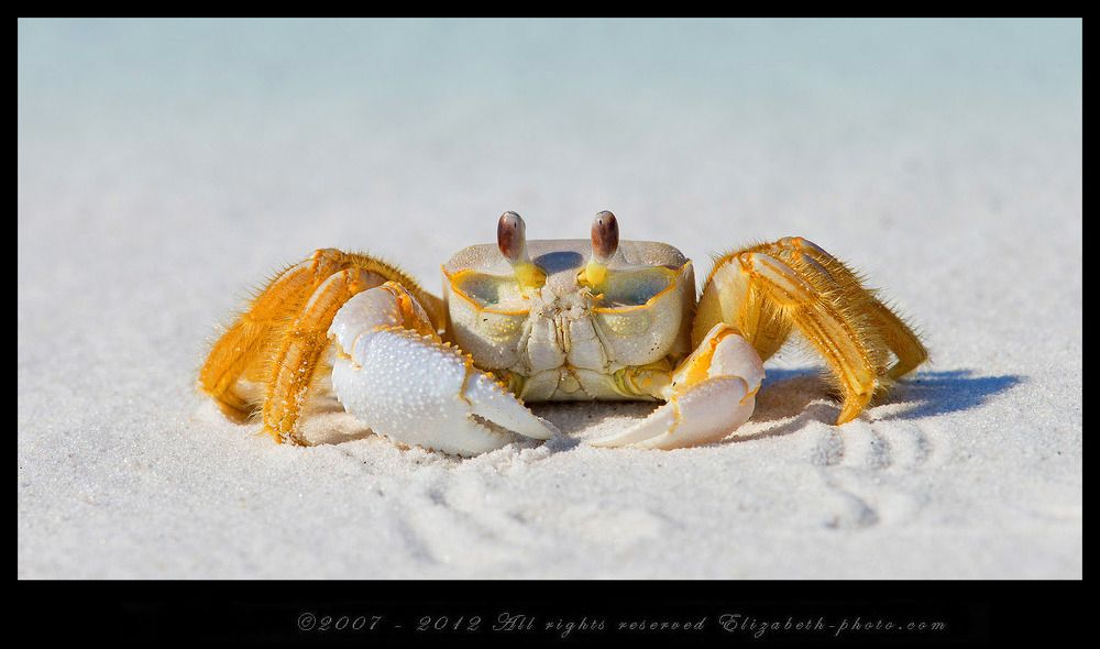 Краб призрак - Ghost Crab