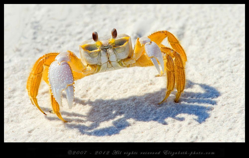 Краб призрак - Ghost Crab