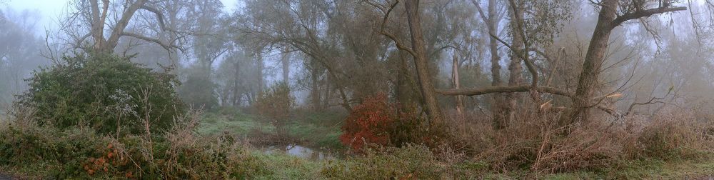 Foggy