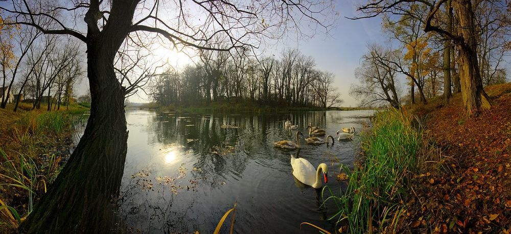 Family of swans