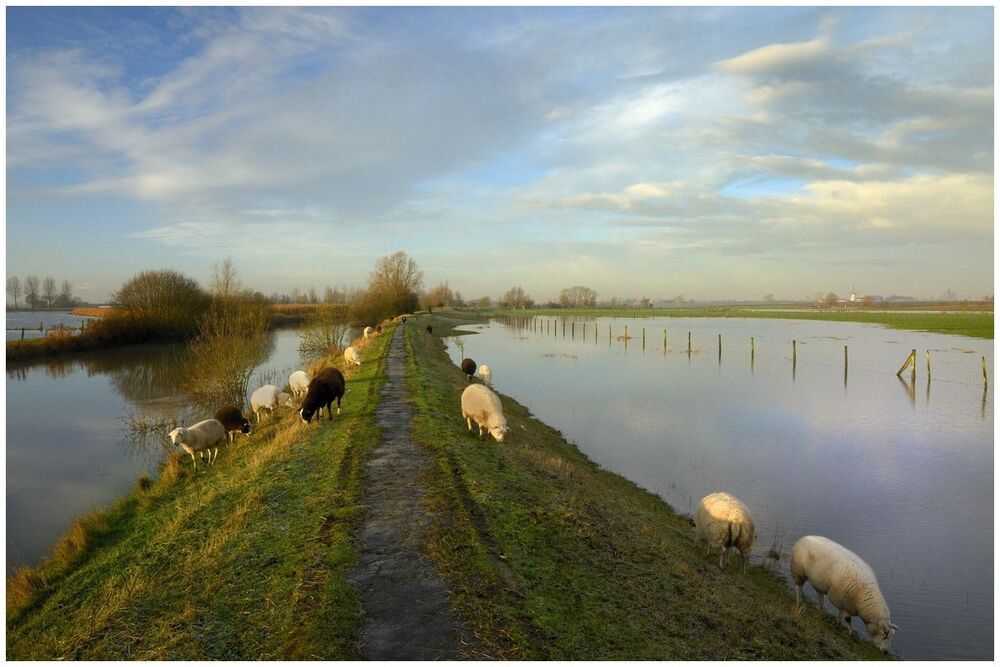 Sheep in the flood.