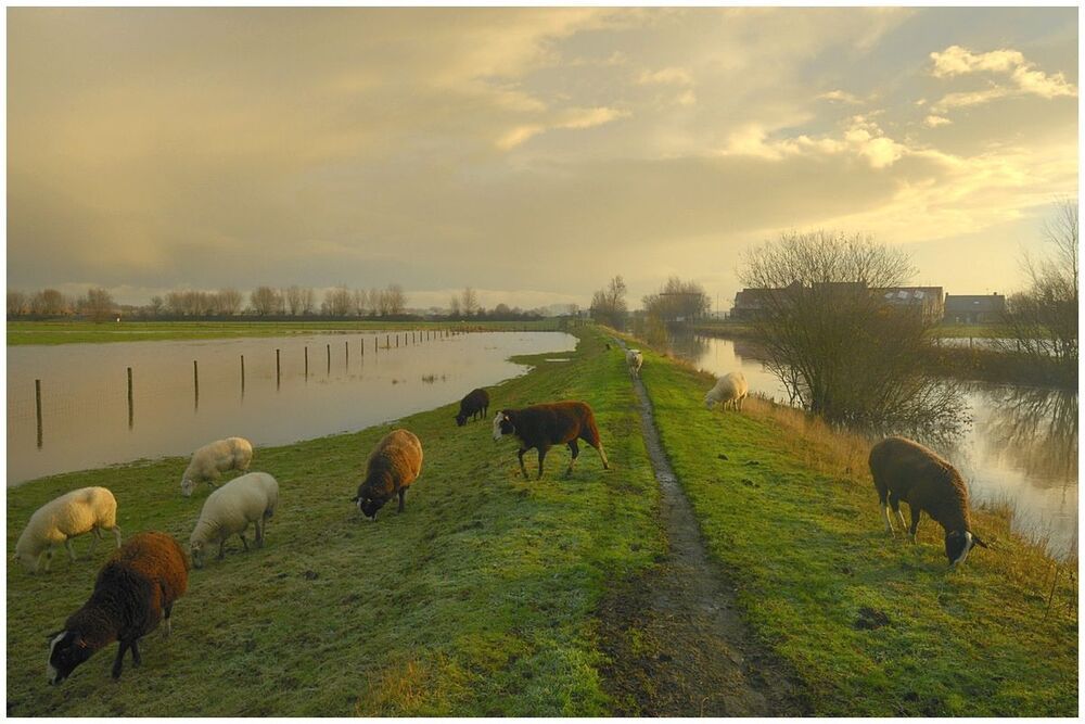 Sheep in the flood.