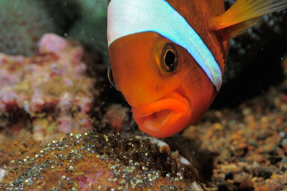 Clownfish & eggs