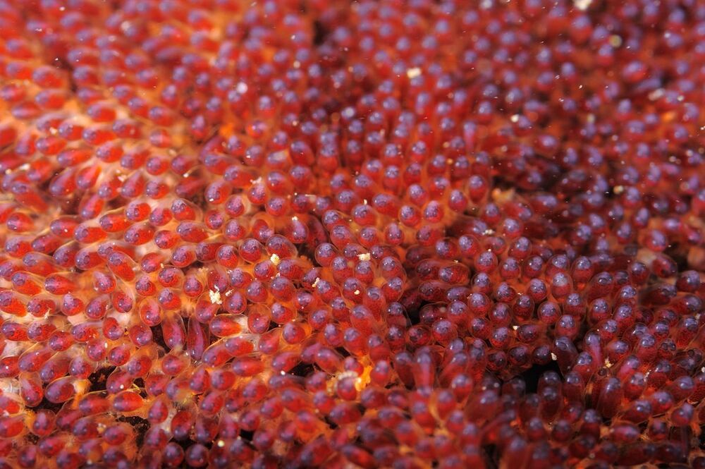 Clownfish & eggs