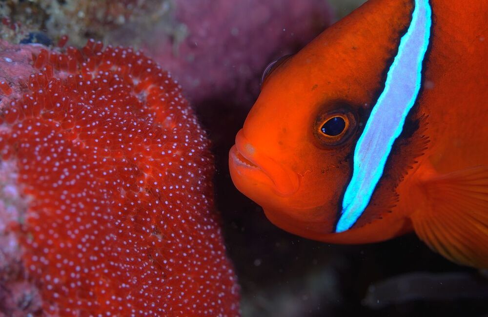 Clownfish & eggs