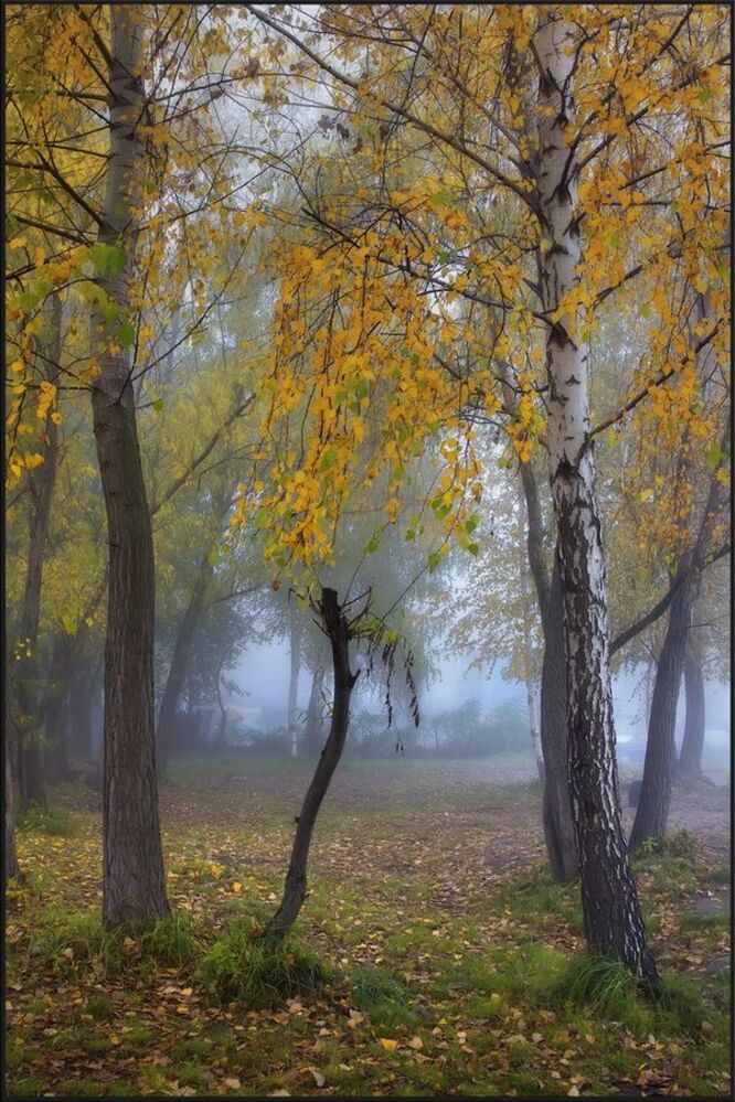 Золото в тумане