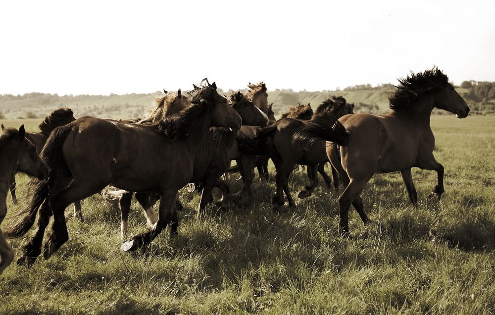 Horses