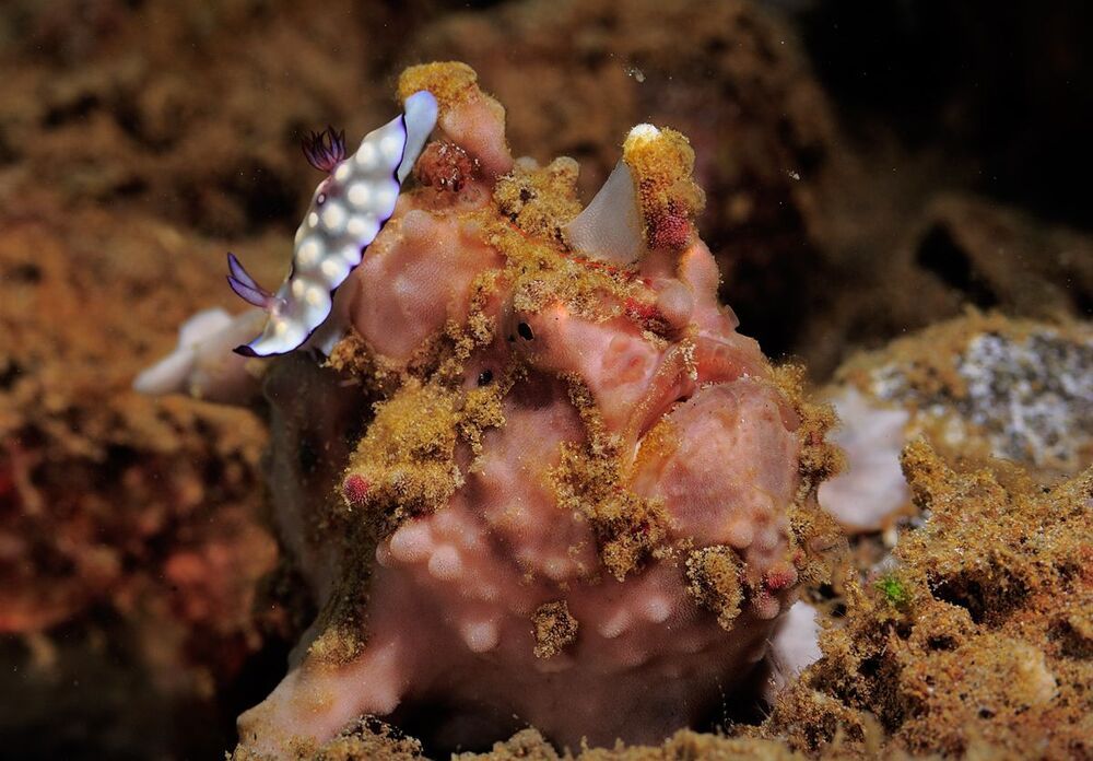 Anilao.Frogfish & Nudy.