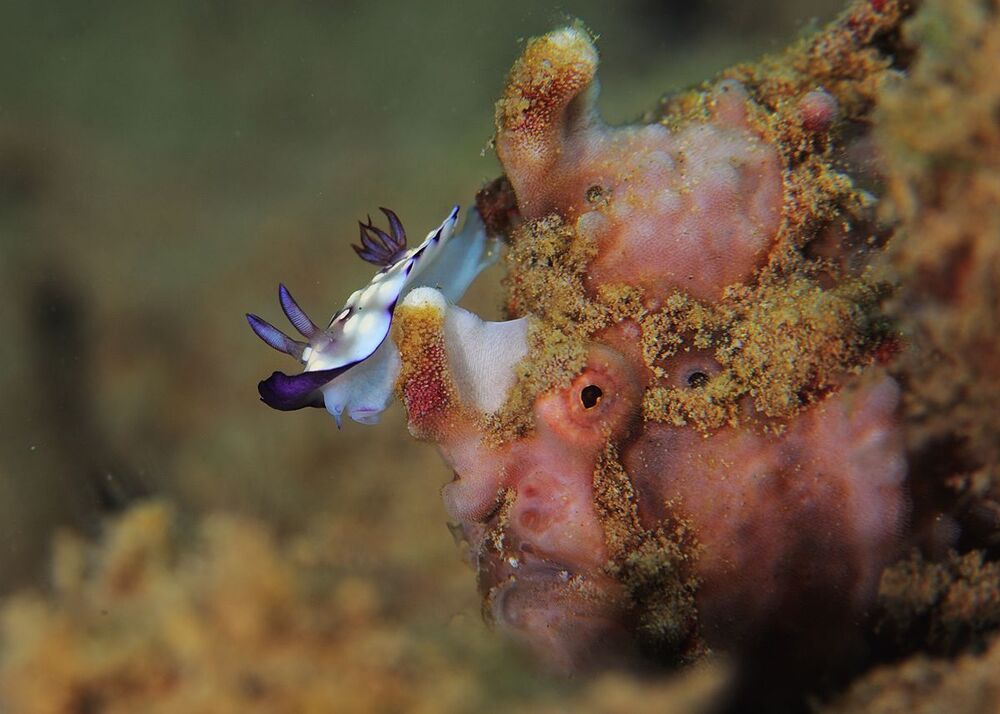 Anilao.Frogfish & Nudy.