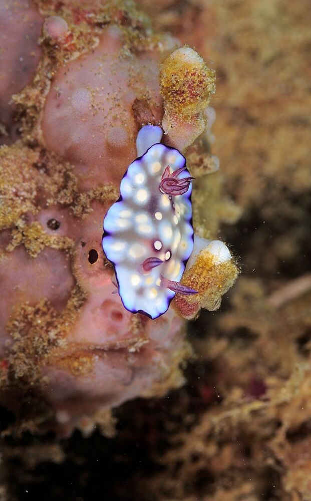 Anilao.Frogfish & Nudy.
