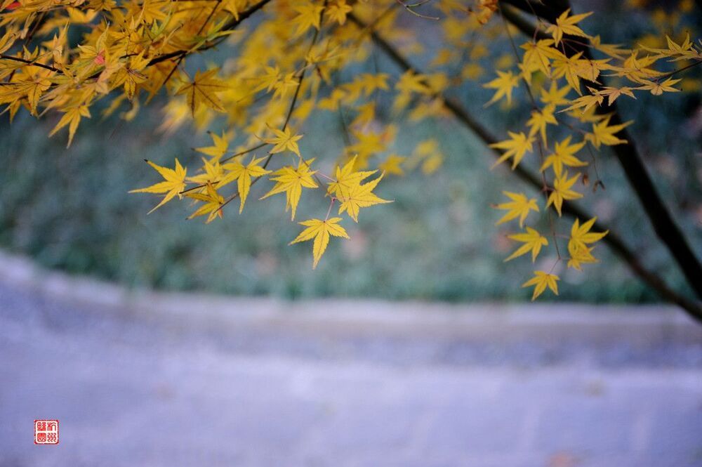 Maple Leaf