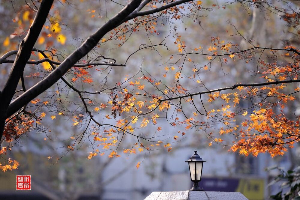 Maple Leaf