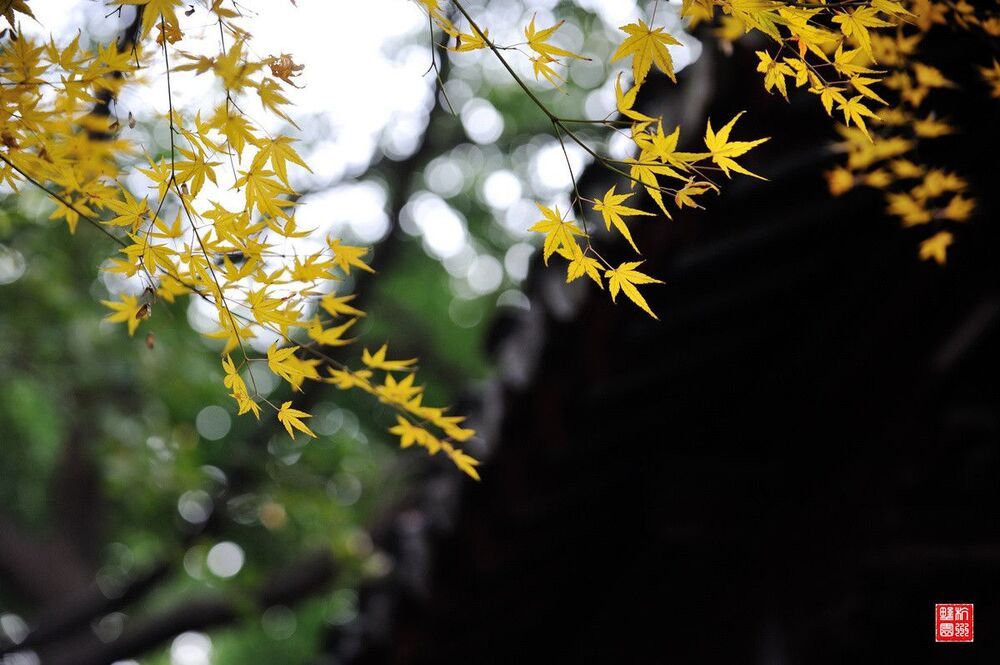 Maple Leaf
