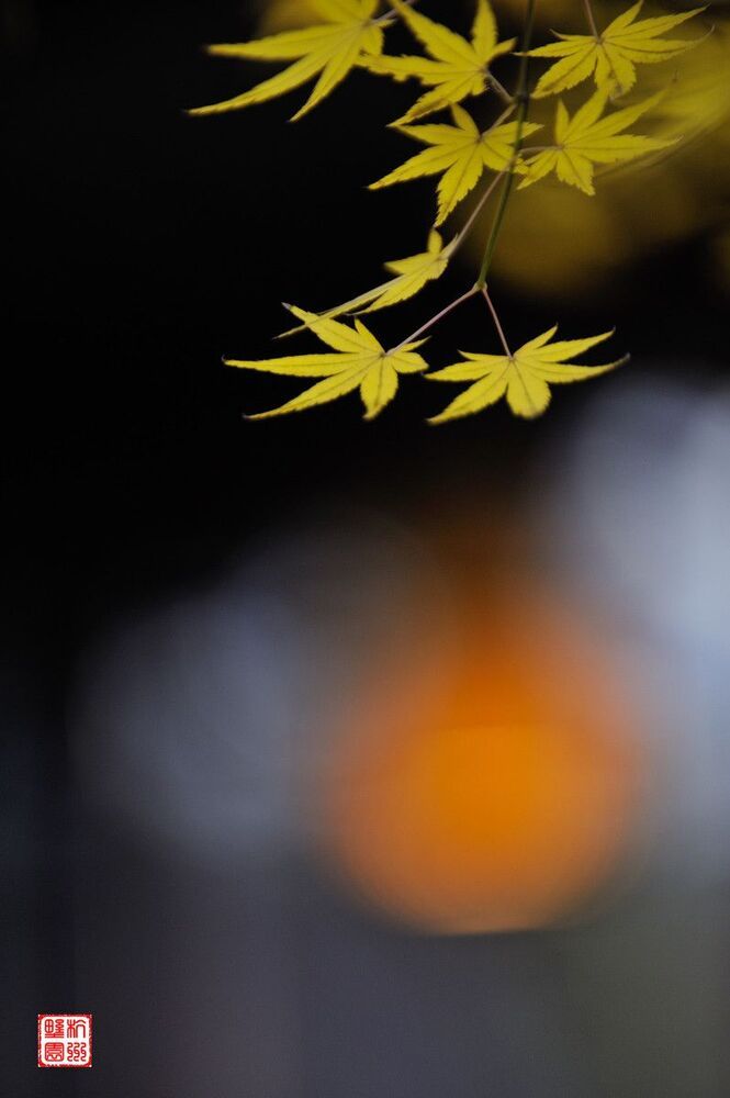 Maple Leaf