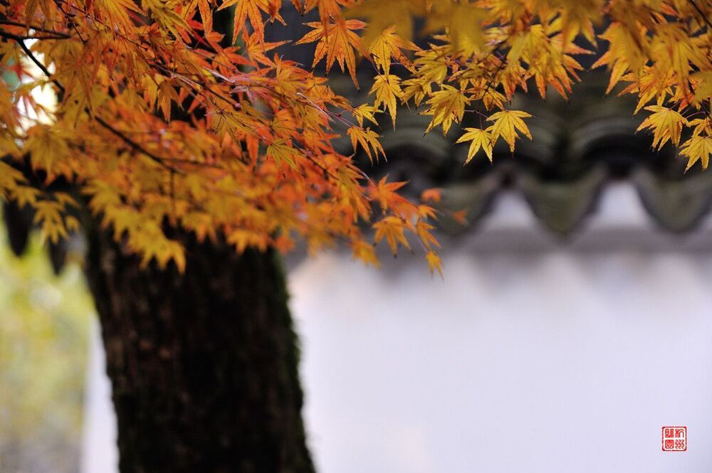 Maple Leaf