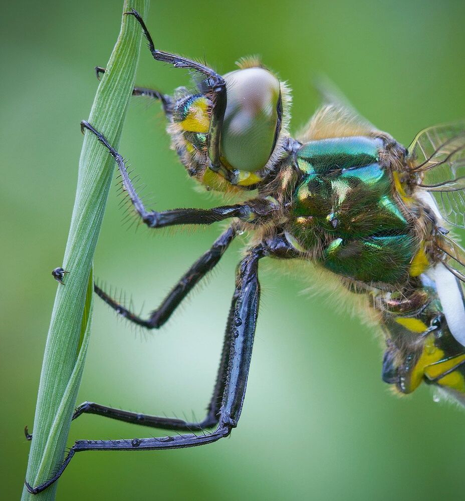 Самец бабки металлической (Somatochlora metallica)
