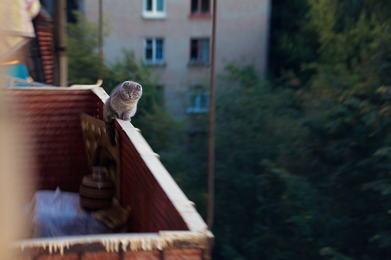 Photo 331930
