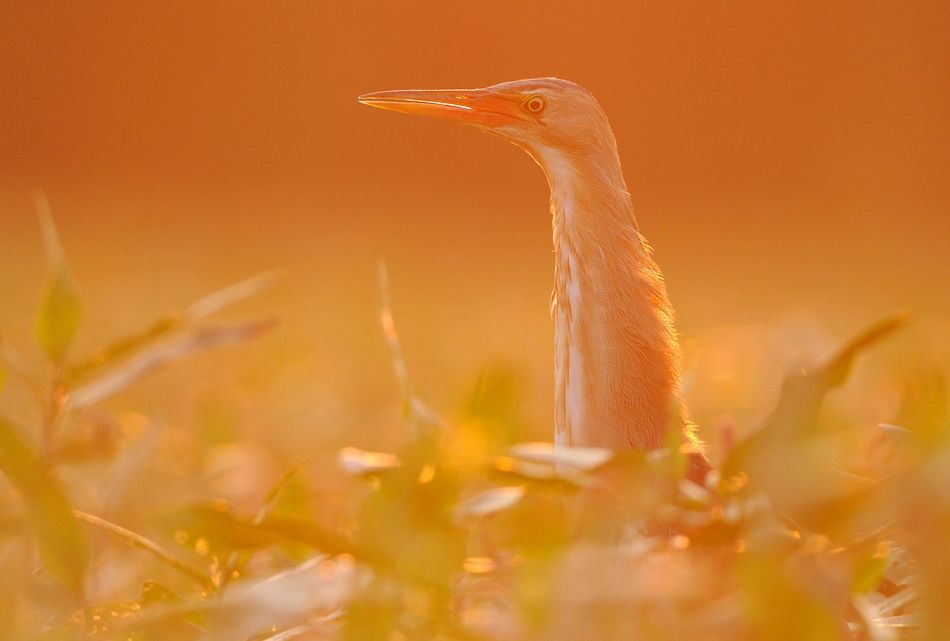 Little Bittern
