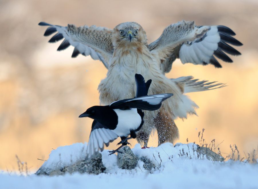 Long-legged Buzzard vs Magpie