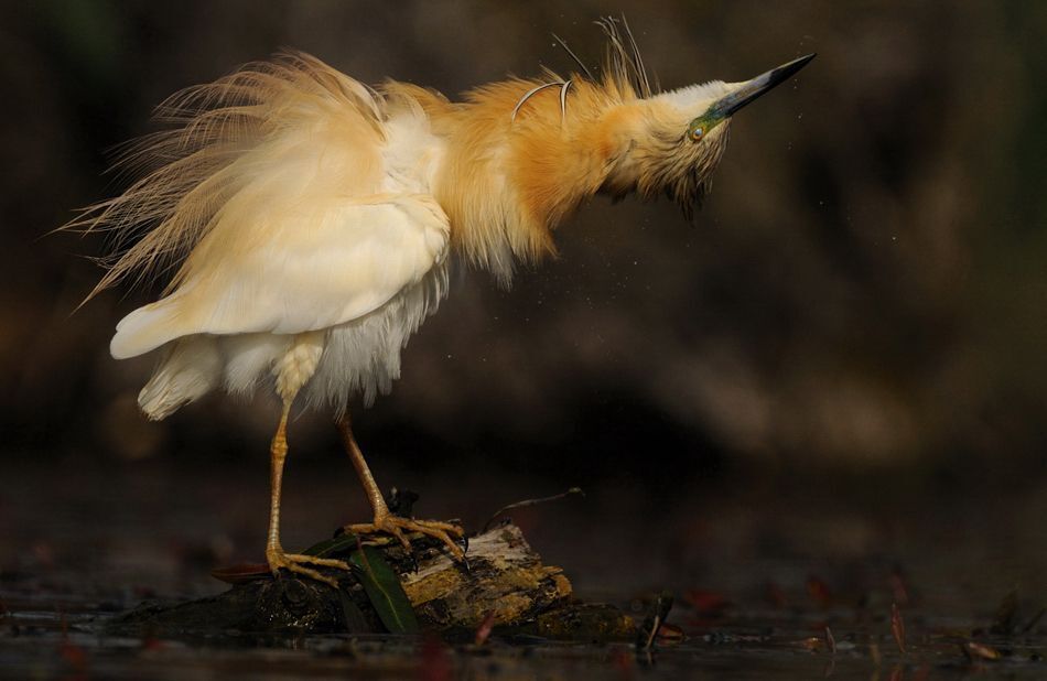 Squacco Heron