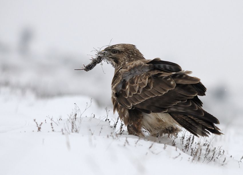 Common buzzard