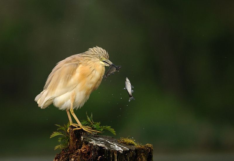 Squacco Heron