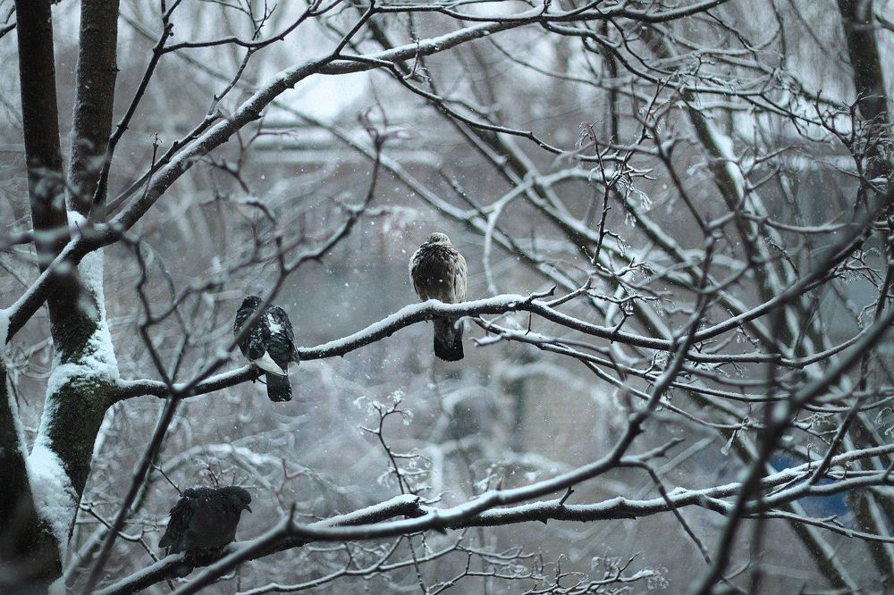 Photo 334453