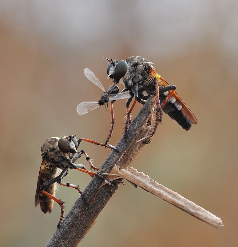 Photo 335180