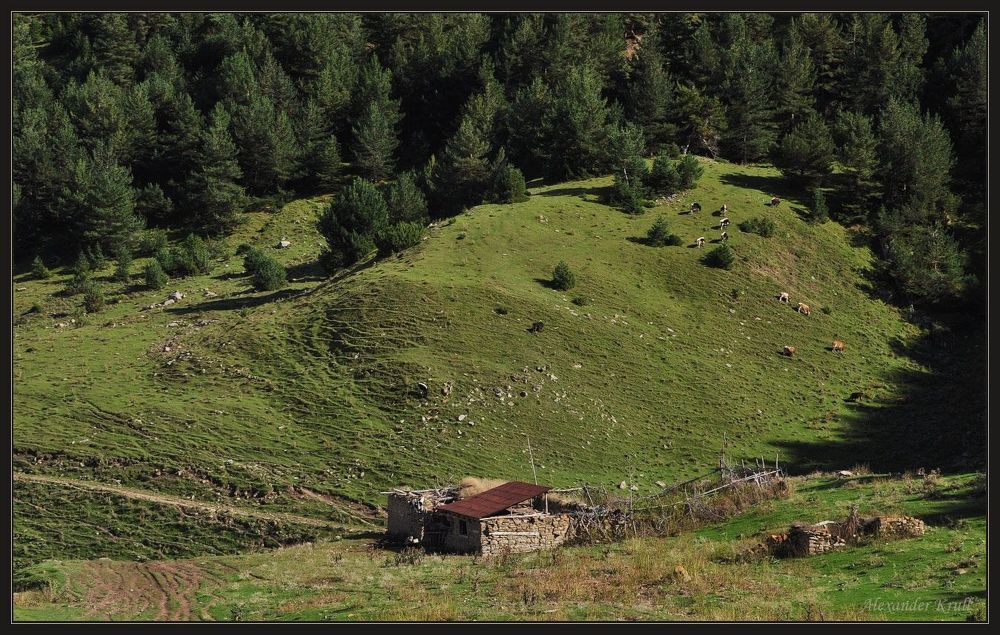 Дагестанская пастораль...