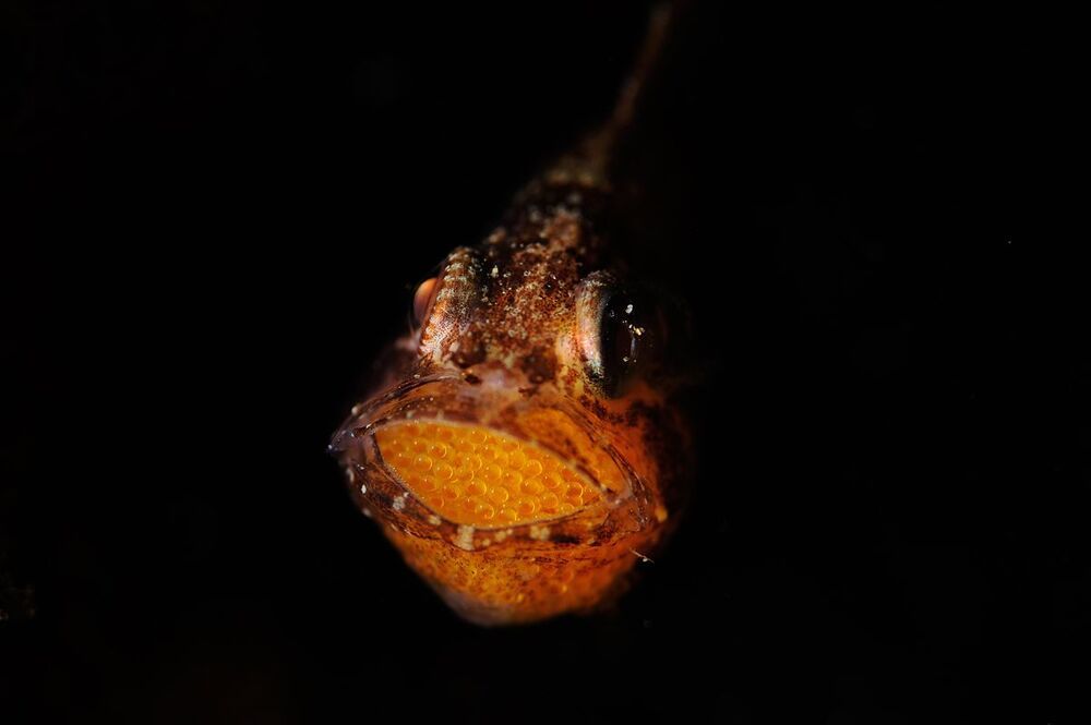 Anilao. Cardinalfish with eggs.