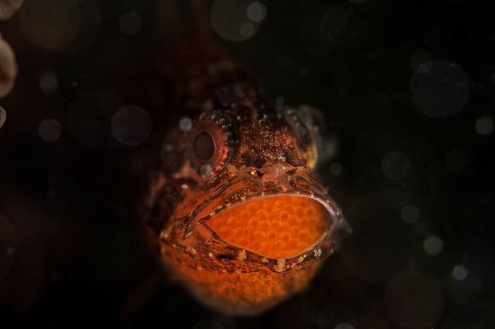 Anilao. Cardinalfish with eggs.